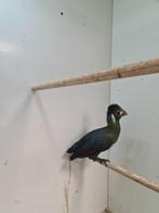 Witwang toerako, Dieren en Toebehoren, Geslacht onbekend, Tropenvogel, Geringd