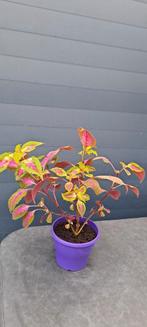 Siernetel (Coleus) plant met opvallende bladeren., Ophalen, Halfschaduw, Minder dan 100 cm