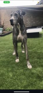 Super lieve trouwe Duitse dog zoekt een nieuw huisje, Dieren en Toebehoren, Oktober, Vrouwelijk