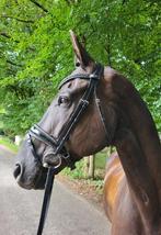 Passier Blu Spirit Hoofdstel met Zwarte Strass en Lak, Ophalen of Verzenden, Nieuw
