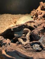 Haakneus slang / Heterodon nasicus, Dieren en Toebehoren, Reptielen en Amfibieën, Slang, 0 tot 2 jaar