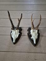 2 mooie ree geweien samen € 18 jacht hut mancave kerst d90, Verzamelen, Dierenverzamelingen, Ophalen of Verzenden, Gebruikt, Hert