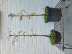 metasequoia, Tuin en Terras, Planten | Bomen, Ophalen, Volle zon, Overige soorten, Minder dan 100 cm