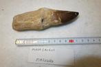 fossiel mosasaurus, Ophalen of Verzenden, Fossiel