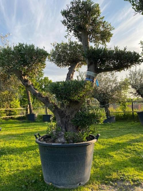 Hele mooie olijfboom met prachtige vertakkingen POMPON BL-10, Tuin en Terras, Planten | Bomen, Olijfboom, 100 tot 250 cm, Volle zon