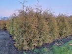 Coniferen Thuya Brabant GROOT 180-200 cm!, Ophalen, Conifeer, Haag, 100 tot 250 cm
