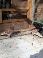 Jonge postduiven, Dieren en Toebehoren, Vogels | Duiven, Meerdere dieren, Postduif