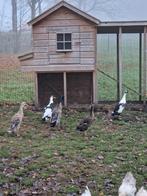 Indische loopeenden, Dieren en Toebehoren, Ophalen of Verzenden, Overige typen