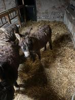 Hele lieve mini ezel hengst, Dieren en Toebehoren, Mannelijk, Schaap