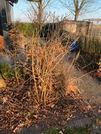 Viburnum opulus roseum 3x, Tuin en Terras, Planten | Struiken en Hagen, Ophalen, Overige soorten