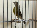 Timbrado kanaries, Meerdere dieren, Kleurkanarie