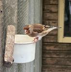 Bastaard putters, Dieren en Toebehoren, Vogels | Overige Vogels, Mannelijk, Wildzangvogel