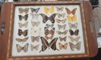 Vlinderkast taxidermie dienblad vlinders opgezet, Antiek en Kunst, Verzenden