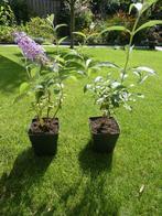 Vlinderstruik in prachtige lila kleur, lust voor het oog!, Ophalen, Vlinderstruik, Struik, Minder dan 100 cm
