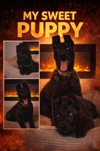 Te koop hollandse herder, Parvo, 15 weken tot 1 jaar, Reu, Eén hond