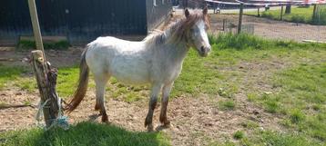 Super aparte pony kruising appaloosa x welsh merrie, 2 jaar beschikbaar voor biedingen