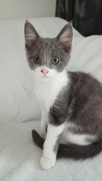 Maincoon x Ragdoll x, Dieren en Toebehoren, Katten en Kittens | Raskatten | Korthaar
