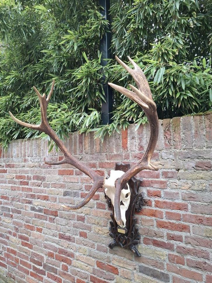 Schedel edelhert xxl gewei taxidermy opgezette jacht hert, Verzamelen, Dierenverzamelingen, Schedel, Hert, Ophalen