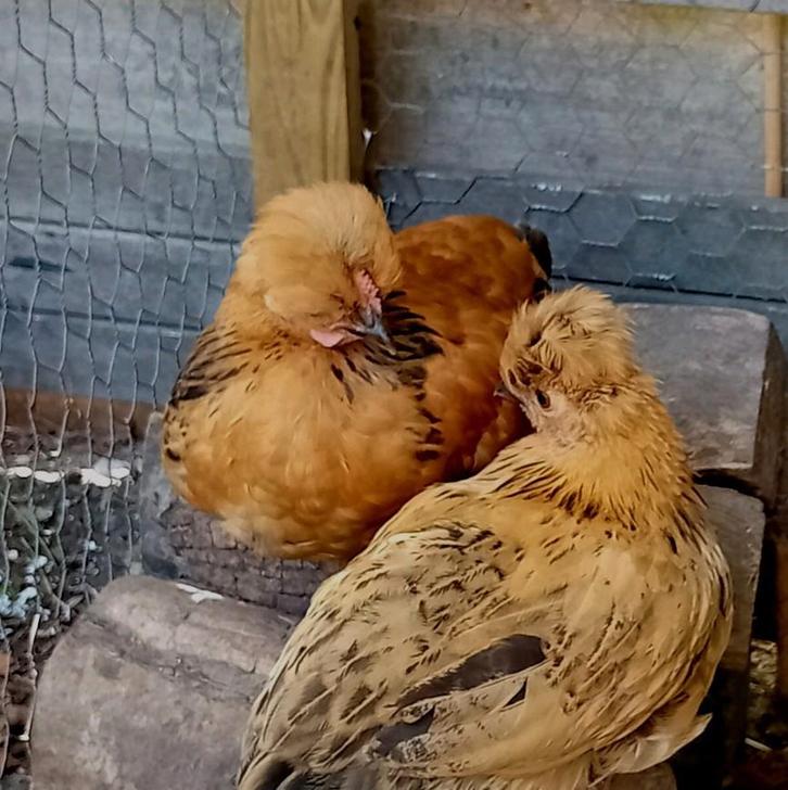 Mooi jong haantje!, Dieren en Toebehoren, Pluimvee, Kip, Mannelijk