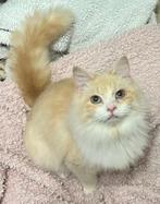 Te koop  Ragdoll  kruising, Dieren en Toebehoren, Katten en Kittens | Raskatten | Langhaar, Meerdere dieren, Ontwormd, 0 tot 2 jaar