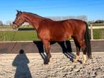4-jarige gelderse ruin, Dieren en Toebehoren, Paarden, Gechipt, Ruin, Dressuurpaard, Zadelmak