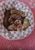 Betrouwbare puppyopvang aan huis gezocht voor Labradoodle, Diensten en Vakmensen, Dieren | Honden | Verzorging, Oppas en Les