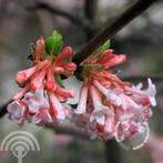 Viburnum bodnantense 'Dawn' (Sneeuwbal) geurend winterbloei, Tuin en Terras, Ophalen of Verzenden, Overige soorten, Struik, 100 tot 250 cm