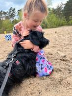 Klein familiehondje Noemi!🥰, Dieren en Toebehoren, Honden | Niet-rashonden, Particulier, Rabiës (hondsdolheid), Klein, Teef