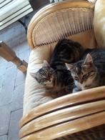 Lieve kittens, Dieren en Toebehoren
