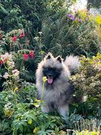 Wolfsgrijze keeshonden pups, Keeshond, Reu, 8 tot 15 weken, CDV (hondenziekte)