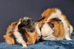 Baby cavia driekleur met borstels samen met papa, Cavia, Mannelijk, Tam, Oktober
