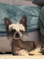 Chinese naakthond pup met stamboom, Dieren en Toebehoren, België, Particulier, Rabiës (hondsdolheid), 15 weken tot 1 jaar