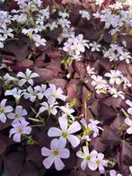 Oxalis triangularis, geluksklaver, klaver zuring knolletjes, Verzenden, Zomer, Overige soorten, Volle zon