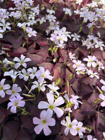 Oxalis triangularis, geluksklaver, klaver zuring knolletjes beschikbaar voor biedingen