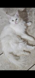 Grote kater bianco zoekt baasje, Dieren en Toebehoren, Katten en Kittens | Raskatten | Langhaar, Kater, Gechipt