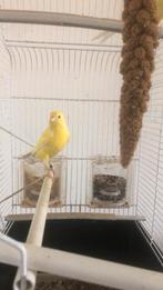 Te Koop ; Zangvogel met Kooi in één Koop, Dieren en Toebehoren, Meerdere dieren, Zangkanarie