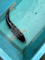 Budo goromo japanse koi koikarper vis vissen vijver, Karper of Koi