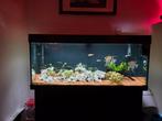 Juwel Rio 240, Ophalen, Gebruikt, Leeg aquarium