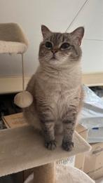 Lieve Britse katten zoeken samen een warm huisje, Dieren en Toebehoren, Katten en Kittens | Raskatten | Korthaar, Meerdere dieren