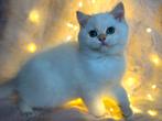 Brits korthaar katertjes met stamboom, geteste ouders, point, Dieren en Toebehoren, Katten en Kittens | Raskatten | Korthaar, Kater