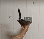 Koppel schamalijsters 2025, Dieren en Toebehoren, Vogels | Overige Vogels, Meerdere dieren, Tropenvogel, Geringd