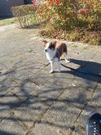 Border collie pup, Dieren en Toebehoren, Honden | Dekreuen, Particulier, Reu, Nederland, Eén hond