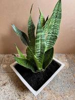 Vrouwentong Sanseveria groen kamerplant plant 48 cm in pot, Ophalen, Overige soorten, Halfschaduw, In pot