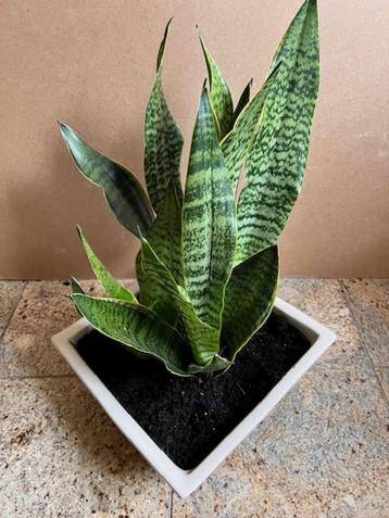 Vrouwentong Sanseveria groen kamerplant plant 48 cm in pot beschikbaar voor biedingen
