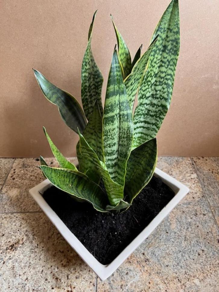 Vrouwentong Sanseveria groen kamerplant plant 48 cm in pot, Huis en Inrichting, Kamerplanten, Overige soorten, Minder dan 100 cm