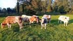 tekoop 6 gedekte Dikbil Vaarzen, Dieren en Toebehoren, Vrouwelijk, 0 tot 2 jaar