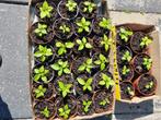 Madam jeanette plantjes, Tuin en Terras, Planten | Tuinplanten, Ophalen of Verzenden
