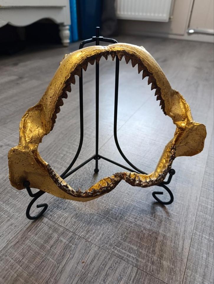Haaienkaak met bladgoud - Deco Object, Antiek en Kunst, Curiosa en Brocante, Ophalen of Verzenden
