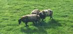 Bonte Dekrammen Stamboek ARR/ARR Zwoegervrij., Dieren en Toebehoren, Schapen, Geiten en Varkens, Mannelijk, Schaap