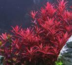 Rotala Blood Red, Dieren en Toebehoren, Vissen | Aquariumvissen, Vis
